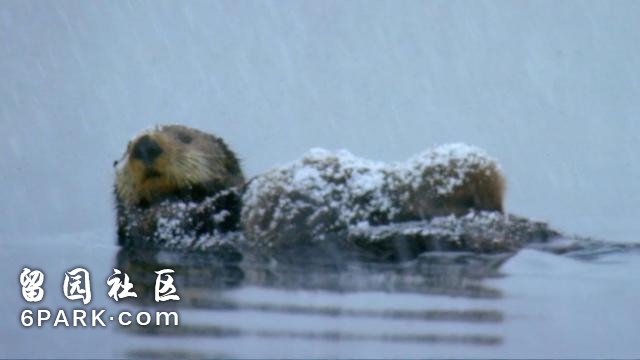 BBC又来“行骗”了，这次上当的是它们……