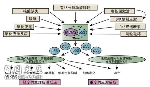 科学研究证明，保持适度饥饿，确实能活的更久