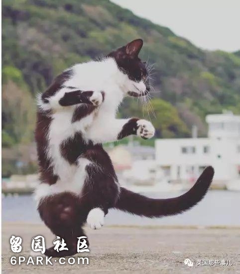 在这个日本摄影师的镜头下，猫咪个个都是武林高手 看这拳法，你怕了吗