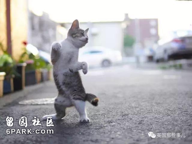 在这个日本摄影师的镜头下，猫咪个个都是武林高手 看这拳法，你怕了吗