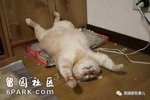 在这个日本摄影师的镜头下，猫咪个个都是武林高手 看这拳法，你怕了吗