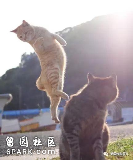 在这个日本摄影师的镜头下，猫咪个个都是武林高手 看这拳法，你怕了吗